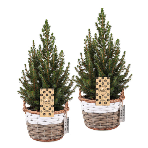 2× Picea glauca Conica (kerstboompje) met mand – Ø17 cm, 65 cm hoog