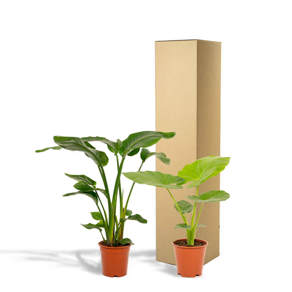 Strelitzia nicolai (hvid paradisfugleblomst) – Ø19 cm, 85 cm høj