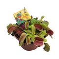 Dionaea Muscipula (Venusfluefænge) – Ø12 cm, 12 cm høj