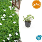 Geranium sanguineum 'Album' (cranesbill) – 24 plants, Ø9 cm, 10–25 cm high