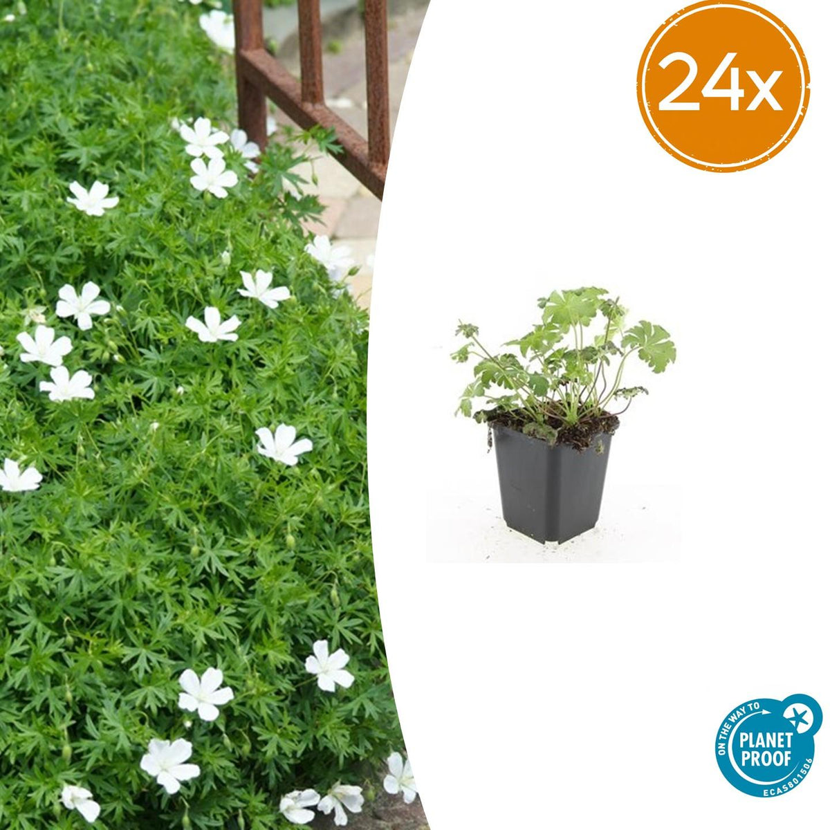 Geranium sanguineum 'Album' (cranesbill) – 24 plants, Ø9 cm, 10–25 cm high – photo 2