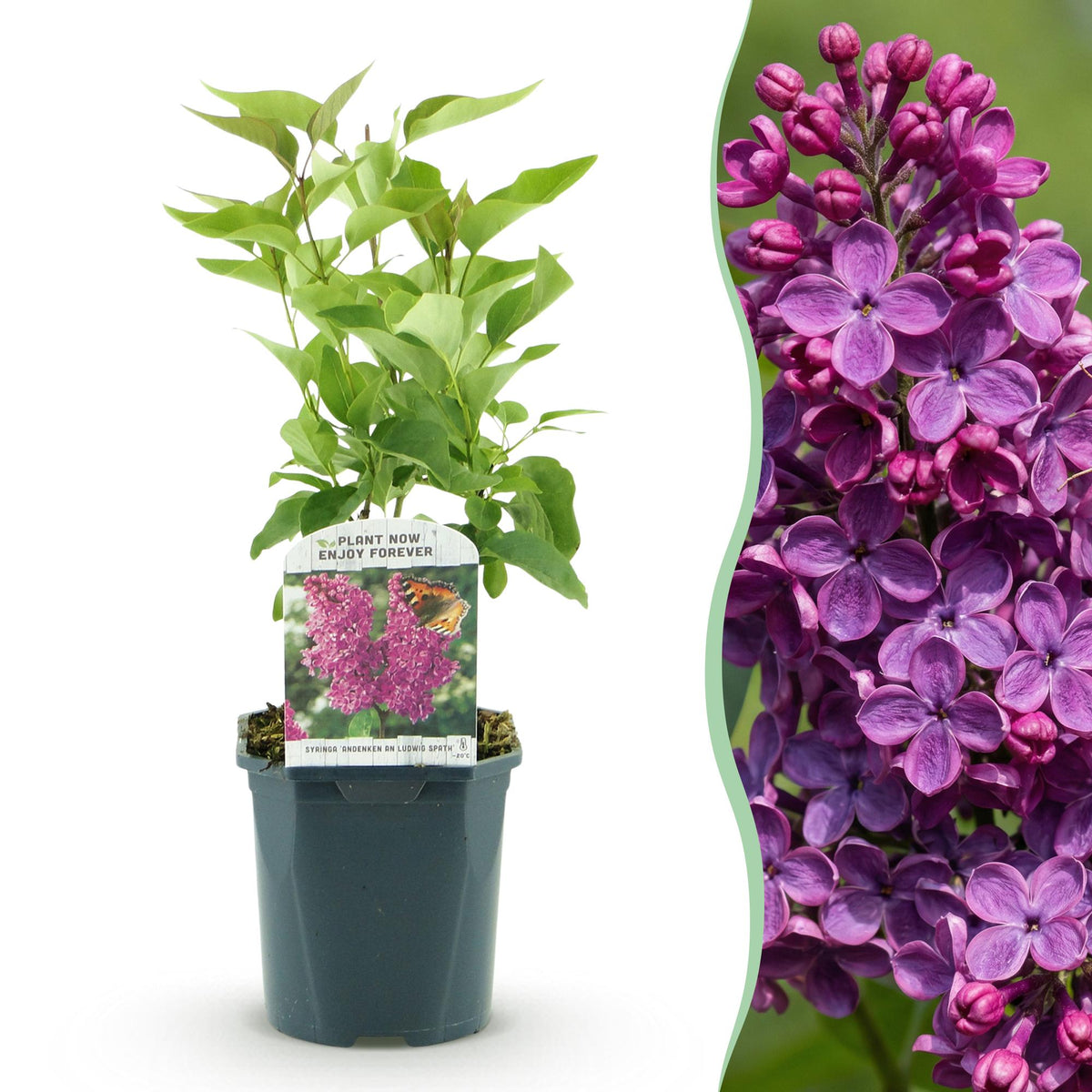 Syringa vulgaris 'Ludwig Spath' (lierre des Indes) – violet – Ø17 cm, 45 cm de haut