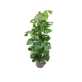 Monstera Pertusum XL (Swiss cheese plant) incl. Jazz Round lilac – Ø26 cm, 150 cm high