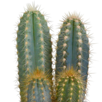 Mélange de cactus (Cactaceae) en pot blanc – Ø10 cm, 18 cm de haut