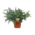 Phlebodium Blue Star (blåbreg) – Ø26 cm, 80 cm høj