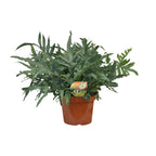 Phlebodium Blue Star (blåbreg) – Ø26 cm, 80 cm høj
