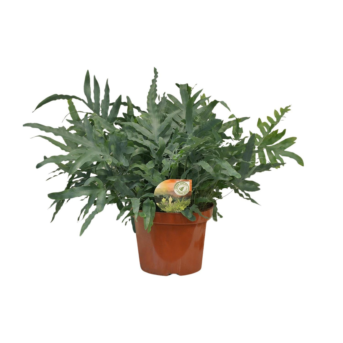 Phlebodium Blue Star (blåbreg) – Ø26 cm, 80 cm høj