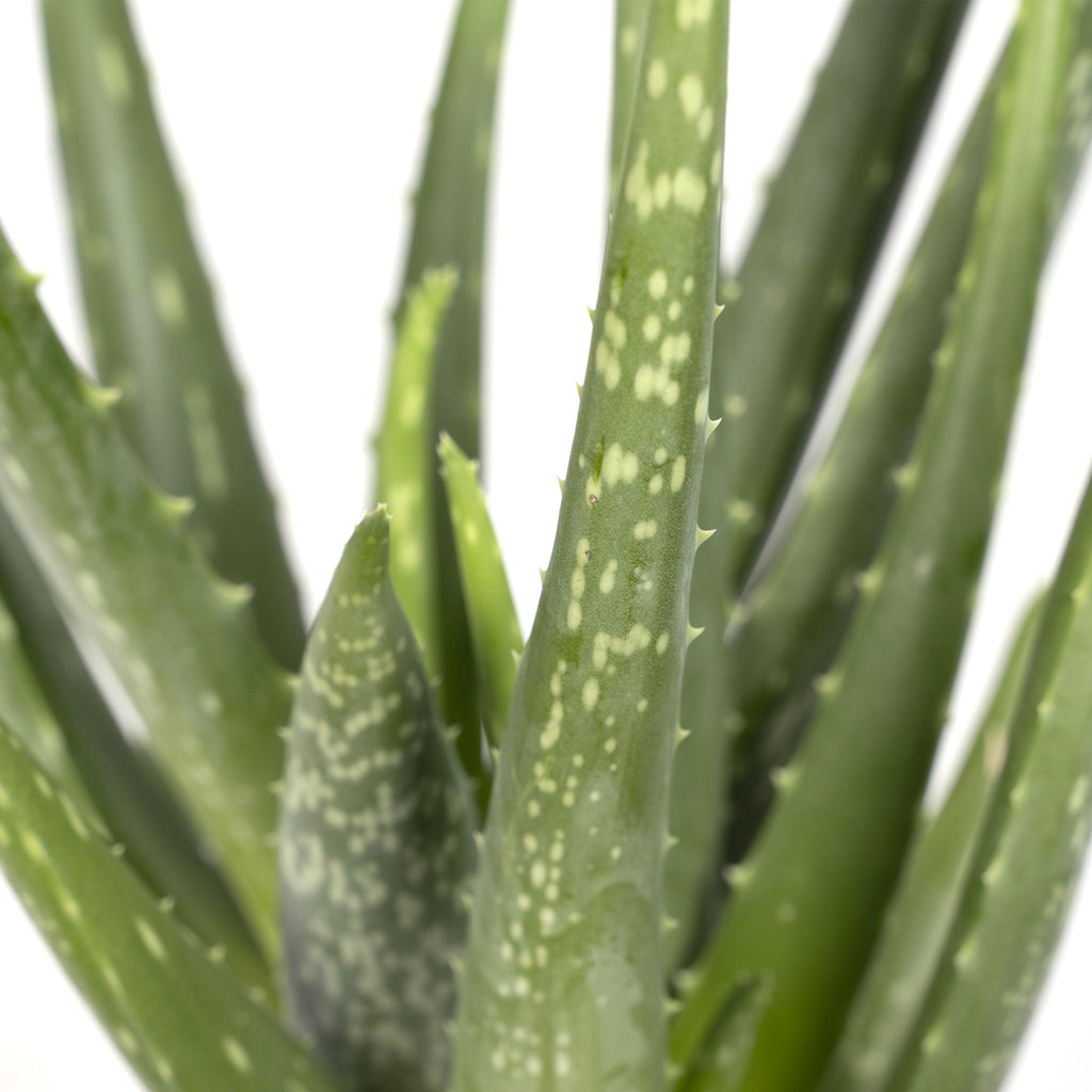 Aloe vera – Ø12 cm, 40 cm høj