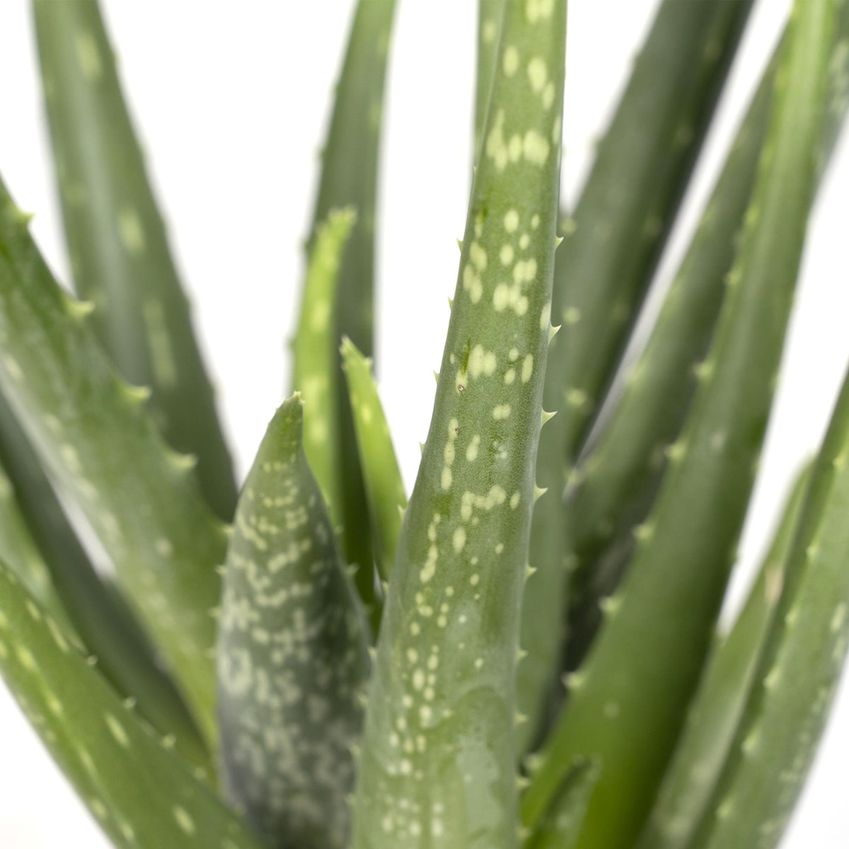 Aloe vera – Ø12 cm, 40 cm høj