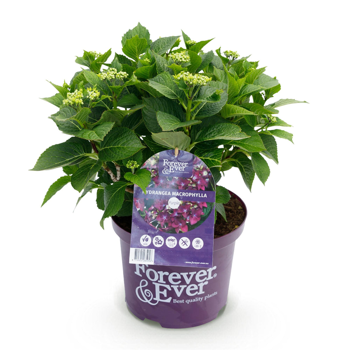 Hydrangea 'Forever & Ever' (hortensia) – paars – Ø23 cm, 55 cm hoog