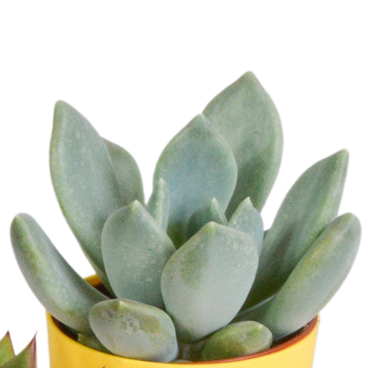 Sukkulenten – Ø 6 cm, 16 cm hoch
