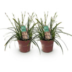 Carex oshimensis 'Intense Green' (laîchaude) – 2 plantes, Ø17 cm, 50 cm de haut