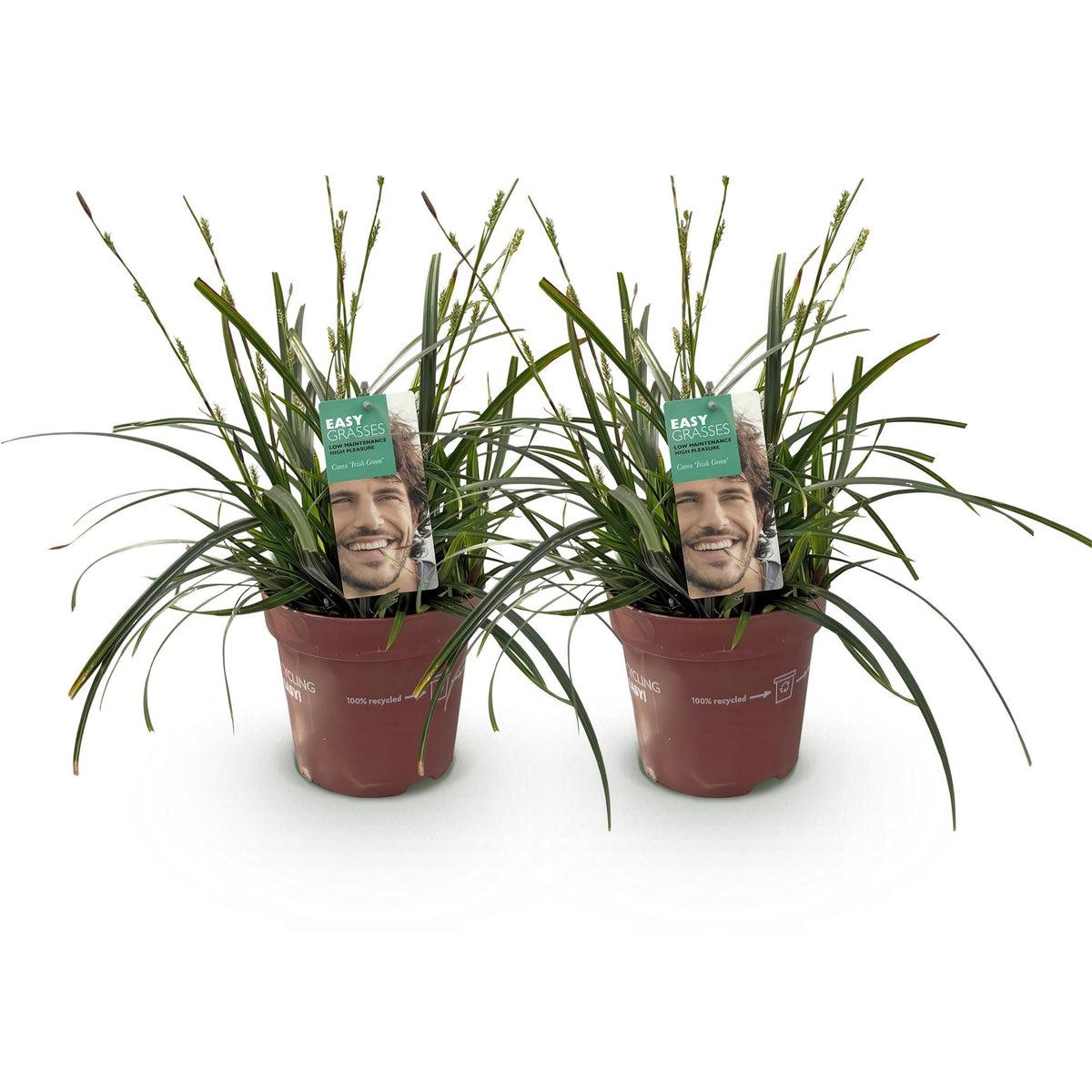 Carex oshimensis 'Intense Green' (zegge) – 2 planten, Ø17 cm, 50 cm hoog