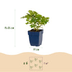 Astilbe chin. 'Pumila' (Chinesische Astilbe) – violett – 3 Pflanzen, Ø 11 cm, 15–25 cm hoch