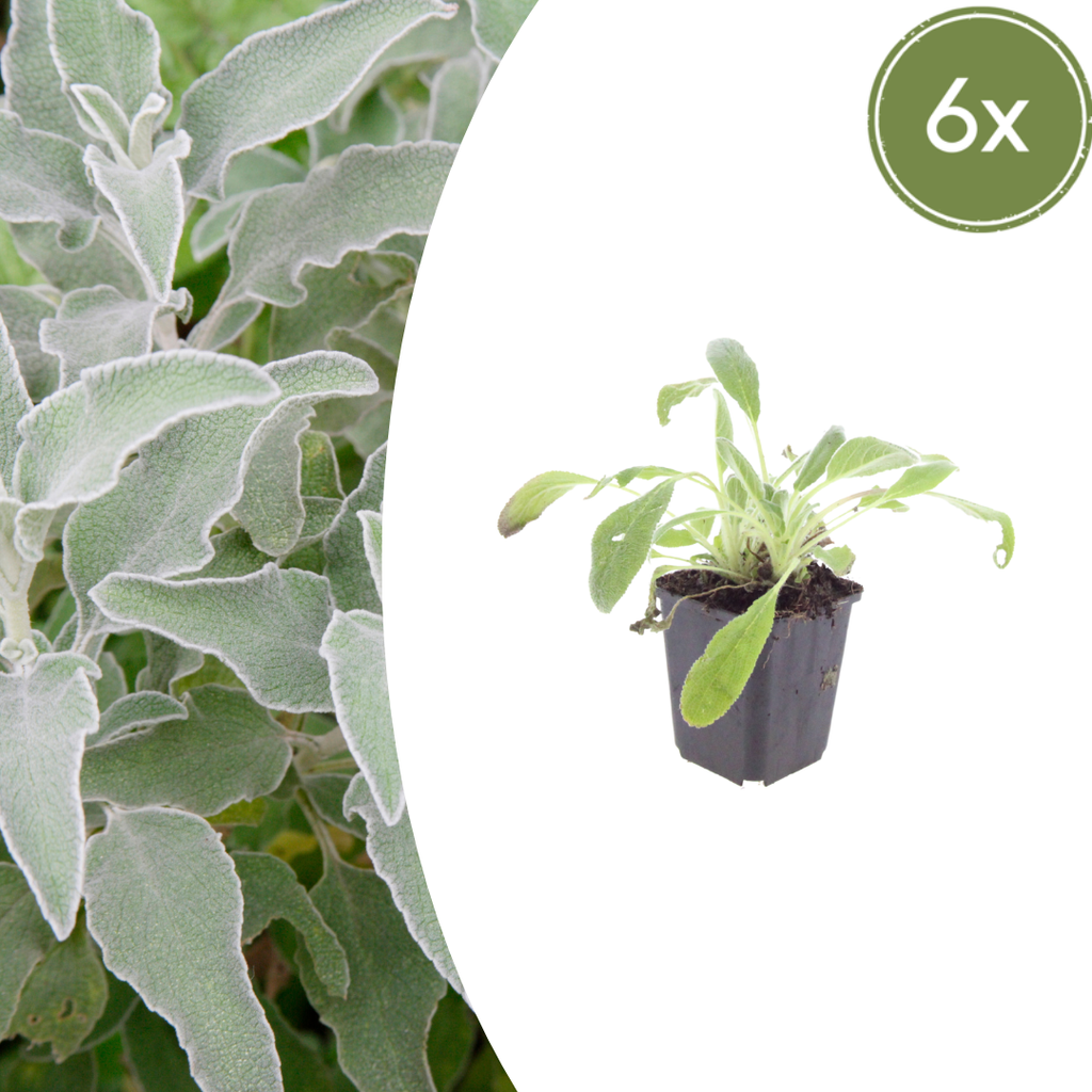Stachys byzantina (Eselsohr) – 6 Pflanzen, Ø 9 cm, 10–25 cm hoch