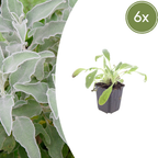 Stachys byzantina (Eselsohr) – 6 Pflanzen, Ø 9 cm, 10–25 cm hoch