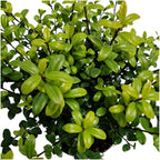 Ilex crenata 'Jenny' (Japanese holly) – 24 plants, Ø12 cm, 20 cm high