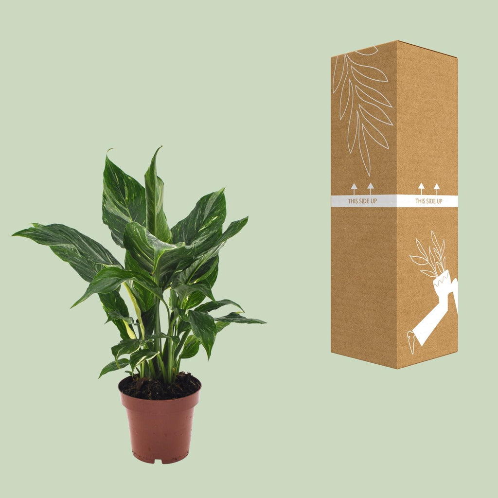 Spathiphyllum Diamond (lepelplant) – Ø12 cm, 40 cm hoog
