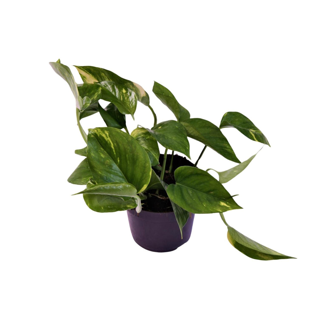 Epipremnum (scindapsus) – Ø12 cm, 25 cm hoch – aureum