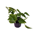 Epipremnum (scindapsus) – Ø12 cm, 25 cm hoch – aureum