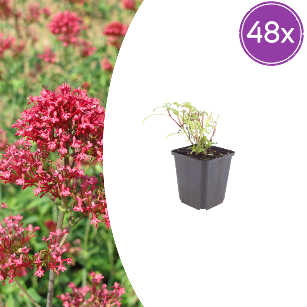 Centranthus ruber 'Coccineus' (spoorbloem) – 48 planten, Ø9 cm, 10–25 cm hoog