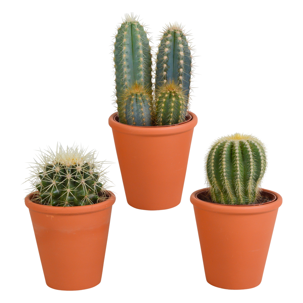 Kaktusmix (Cactaceae) i terrakottakrukke – Ø9 cm, 18 cm høj