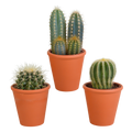 Kaktusmix (Cactaceae) i terrakottakrukke – Ø9 cm, 18 cm høj