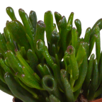 Crassula mix (jadeplant) zonder sierpot – Ø11 cm, 21 cm hoog