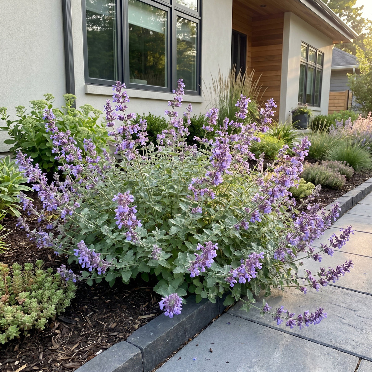Nepeta faassenii (menthe-des-chats) – violet – 12 plantes, Ø11 cm, 15–25 cm de haut – photo 6