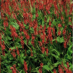 Persicaria amplexicaulis (knotweed) – 60 plants, Ø9 cm, 10–25 cm high