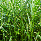 Miscanthus sinensis 'Zebrinus' (prachtriet) – 3 planten, Ø12 cm