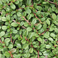 Cotoneaster pr. 'Streib’s Findling' (dwarf cotoneaster) – 12 plants, Ø9 cm, 10–25 cm high