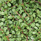 Cotoneaster pr. 'Streib’s Findling' (dwarf cotoneaster) – 12 plants, Ø9 cm, 10–25 cm high
