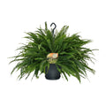Nephrolepis Green Lady (sværdbregne) – Ø20 cm, 60 cm høj