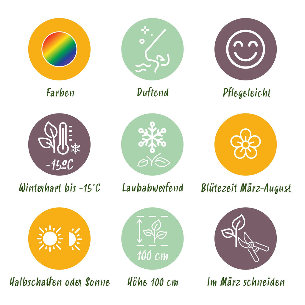 Duftendes Beetrandpaket – 12 Pflanzen, Ø 11 cm, 15–25 cm hoch – Bild 7