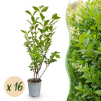 Ligustrum ovalifolium (troène commun) – 16 plants, Ø9 cm, 35–45 cm de haut