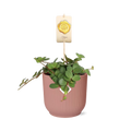 Peperomia ‘Hope’ in ELHO Vibes Fold 14cm roze – 15 cm hoog