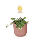 Peperomia ‘Hope’ in ELHO Vibes Fold 14cm roze – 15 cm hoog