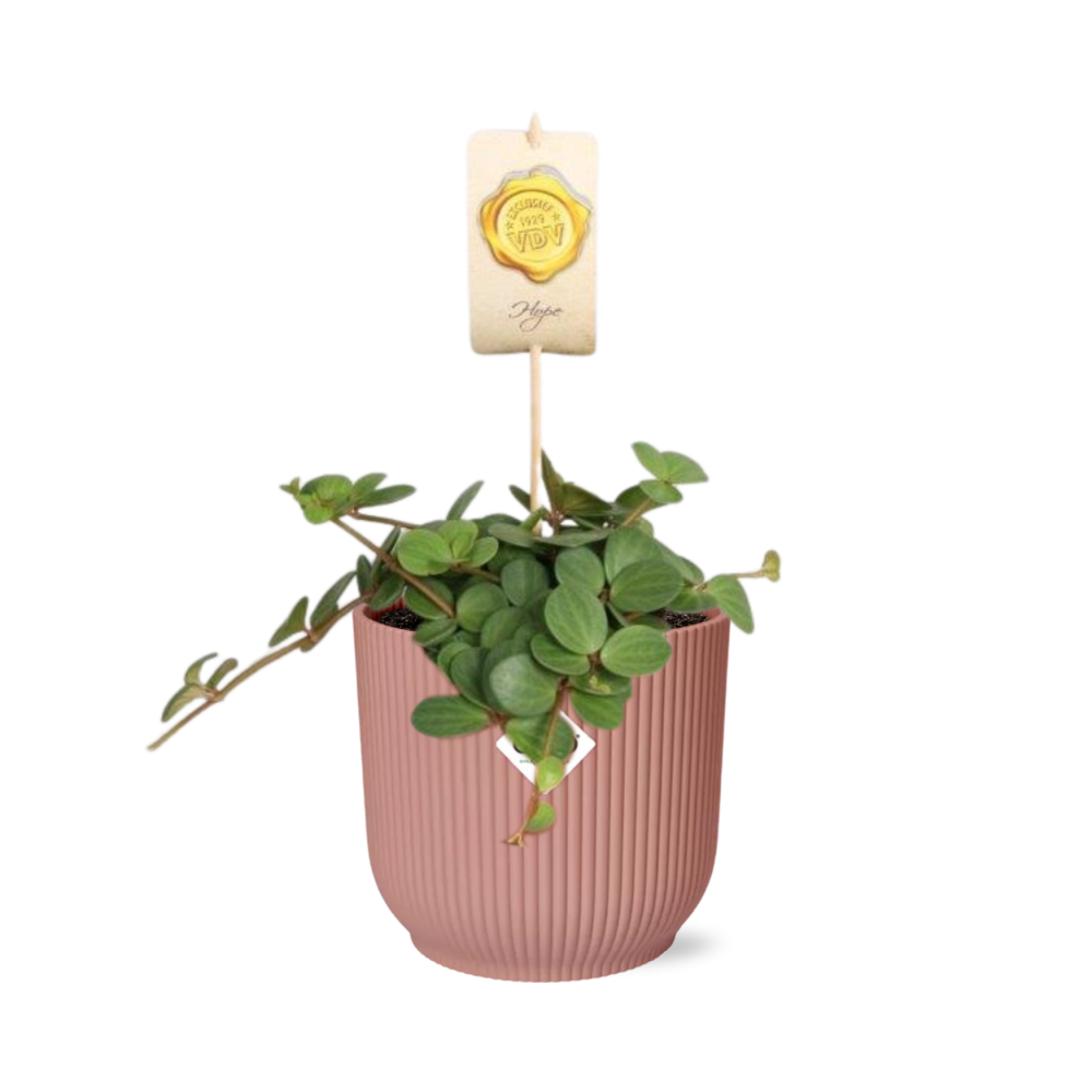 Peperomia ‘Hope’ in ELHO Vibes Fold 14cm roze – 15 cm hoog