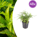 Polystichum-Set. 'Herrenhausen-' (Adlerfarn) – 48 Pflanzen, Ø9 cm, 10–25 cm hoch