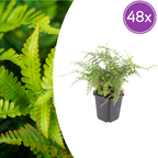 Polystichum-Set. 'Herrenhausen-' (Adlerfarn) – 48 Pflanzen, Ø9 cm, 10–25 cm hoch