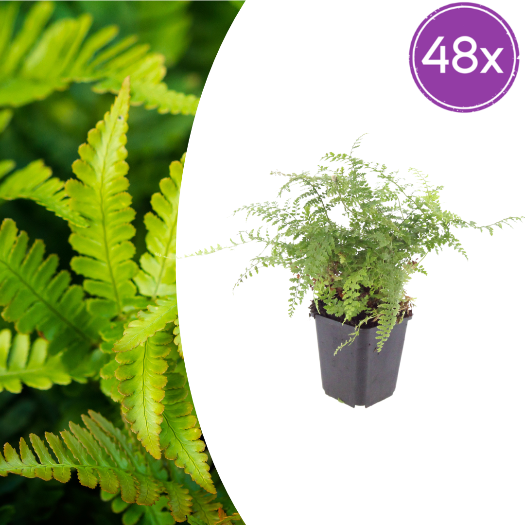 Polystichum-Set. 'Herrenhausen-' (Adlerfarn) – 48 Pflanzen, Ø9 cm, 10–25 cm hoch