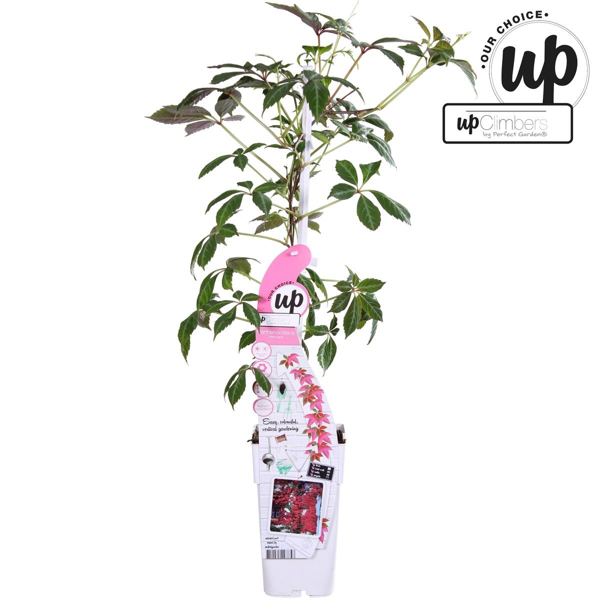 Parthenocissus henryana (Chinese wild grape) – Ø15 cm, 65 cm high – photo 7