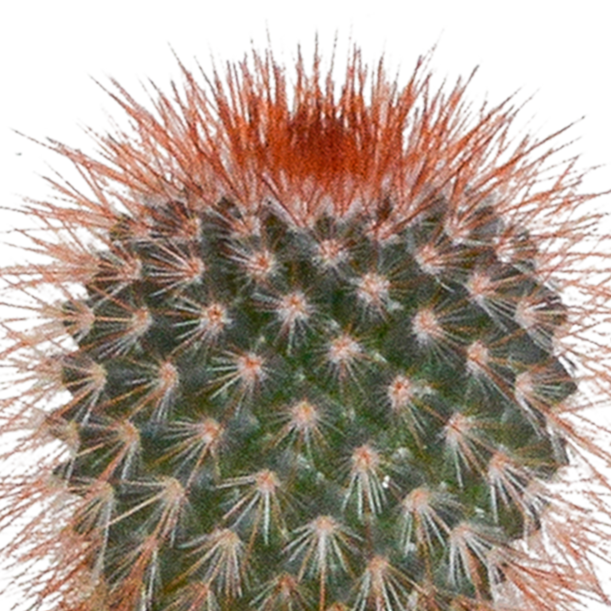 Kaktusmix (Cactaceae) i hvid potte – Ø6 cm, 40 cm høj