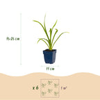 Hemerocallis 'Summer Wine' (Taglilie) – violett – Ø 11 cm, 15–25 cm hoch