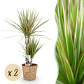 2× Dracaena Sunray (dragebreg) med kurv – Ø17 cm, 70–75 cm høj