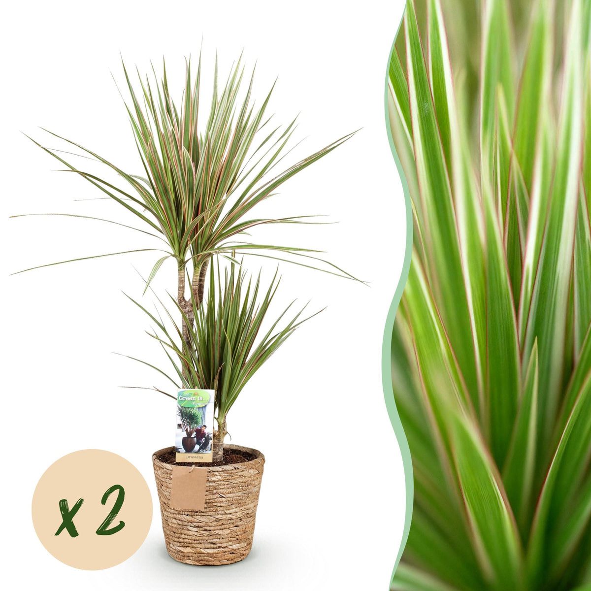 2× Dracaena Sunray (dragebreg) med kurv – Ø17 cm, 70–75 cm høj