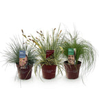 Ziergräser – blau-gelb – 3 Pflanzen, Ø 17 cm, 50 cm hoch