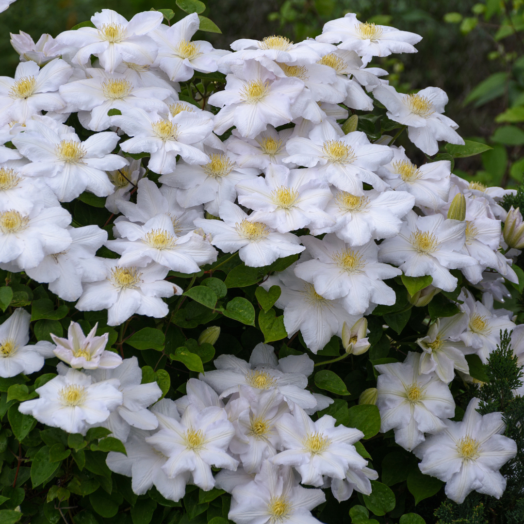 Clematis 'Miss Bateman' (bosrank) – 3 planten