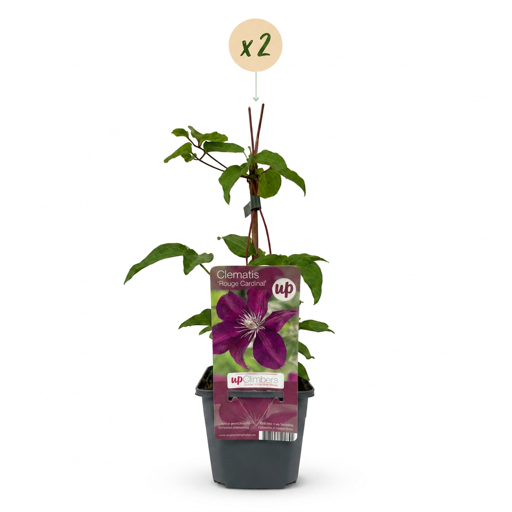 Clematis 'Rouge Cardinal' (bosrank) – rood – 2 planten, Ø9 cm, 35 cm hoog